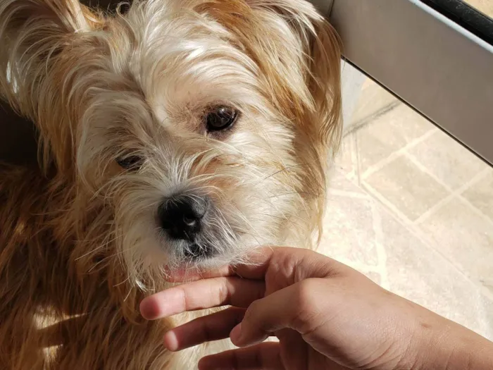 Cachorro raça Shitzu idade 7 a 11 meses nome Ravi