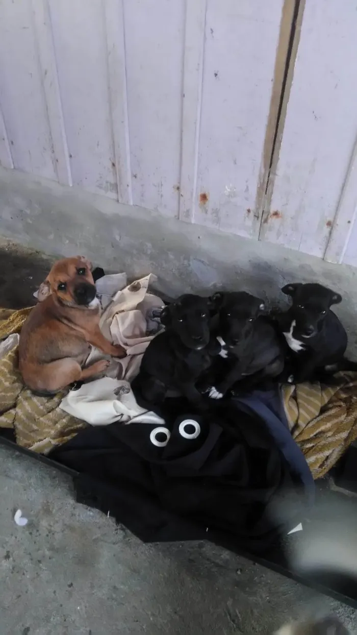 Cachorro raça Pit-Bull com labrador  idade 2 a 6 meses nome Sem nome 