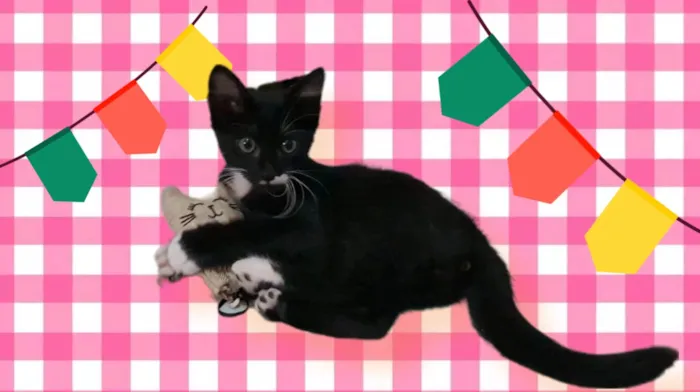 Gato raça SRD idade 2 a 6 meses nome Bigode Leon