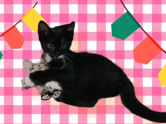 Gato raça SRD idade 2 a 6 meses nome Bigode Leon