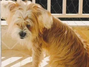 Cachorro raça Shitzu idade 7 a 11 meses nome Ravi