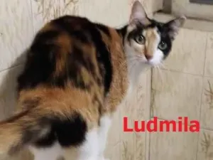 Gato raça  idade 2 anos nome 02 GATAS