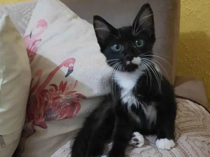 Gato raça SRD idade 2 a 6 meses nome Bigode Leon