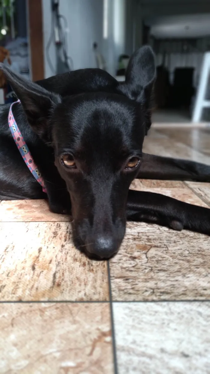 Cachorro raça SRD-ViraLata idade 2 anos nome H
