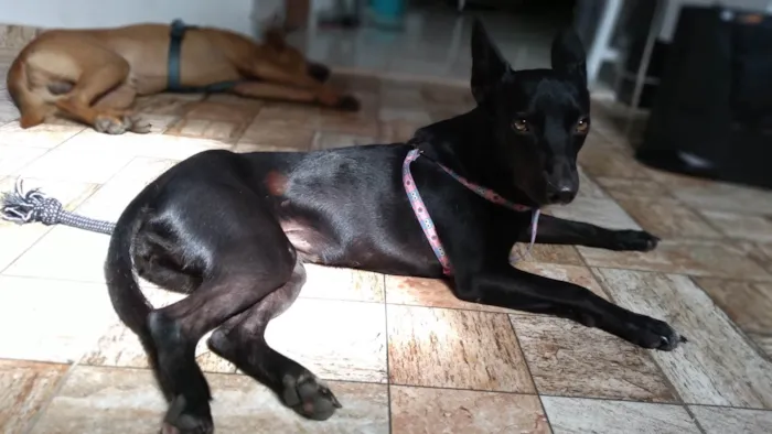 Cachorro raça SRD-ViraLata idade 2 anos nome H