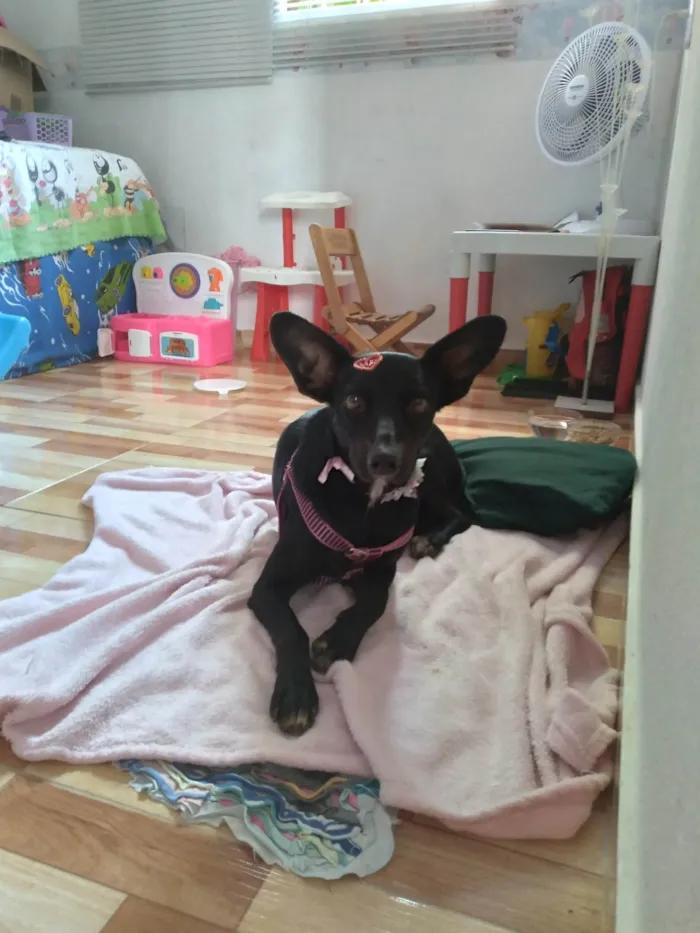 Cachorro raça SRD-ViraLata idade 2 anos nome H