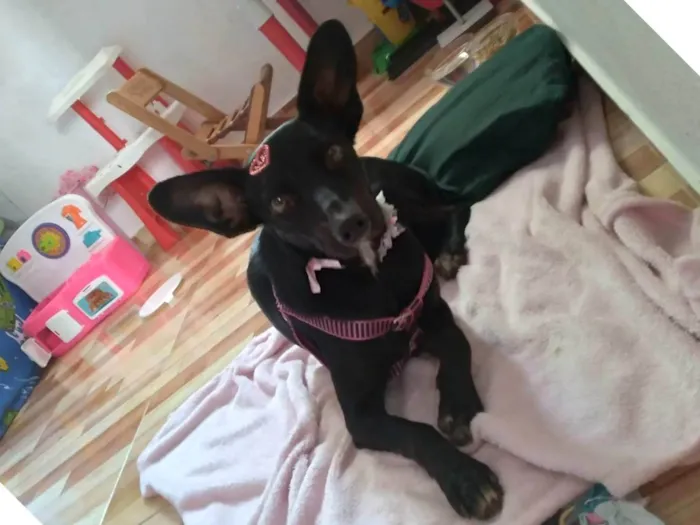 Cachorro raça SRD-ViraLata idade 2 anos nome H