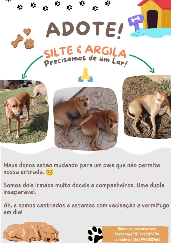 Cachorro ra a SRD-ViraLata idade 6 ou mais anos nome Silte e Argila