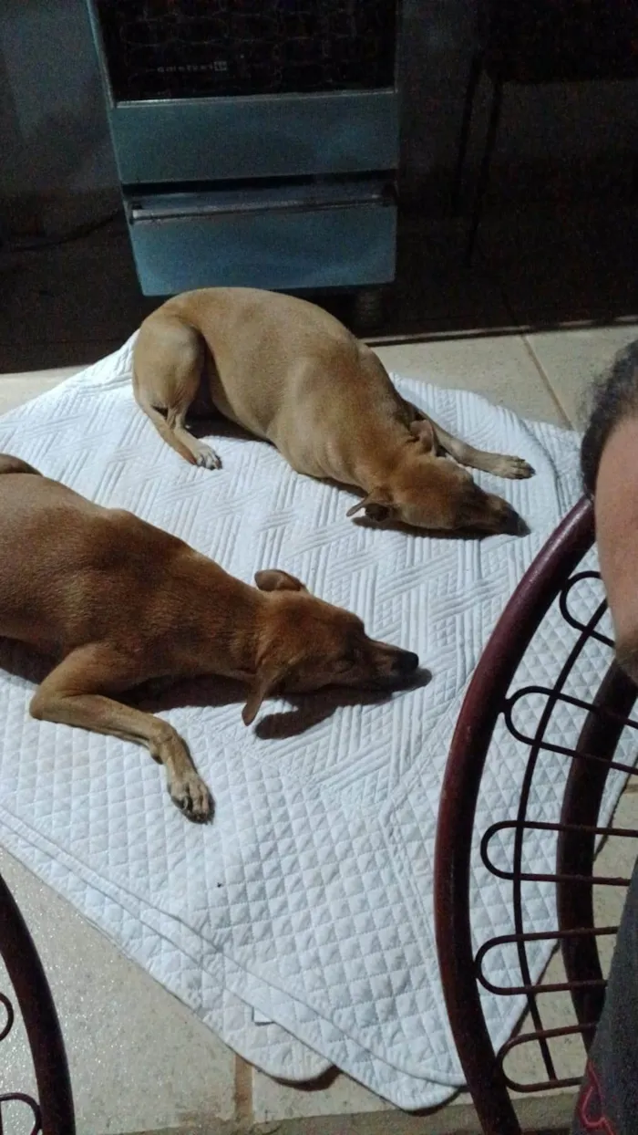 Cachorro ra a SRD-ViraLata idade 6 ou mais anos nome Silte e Argila