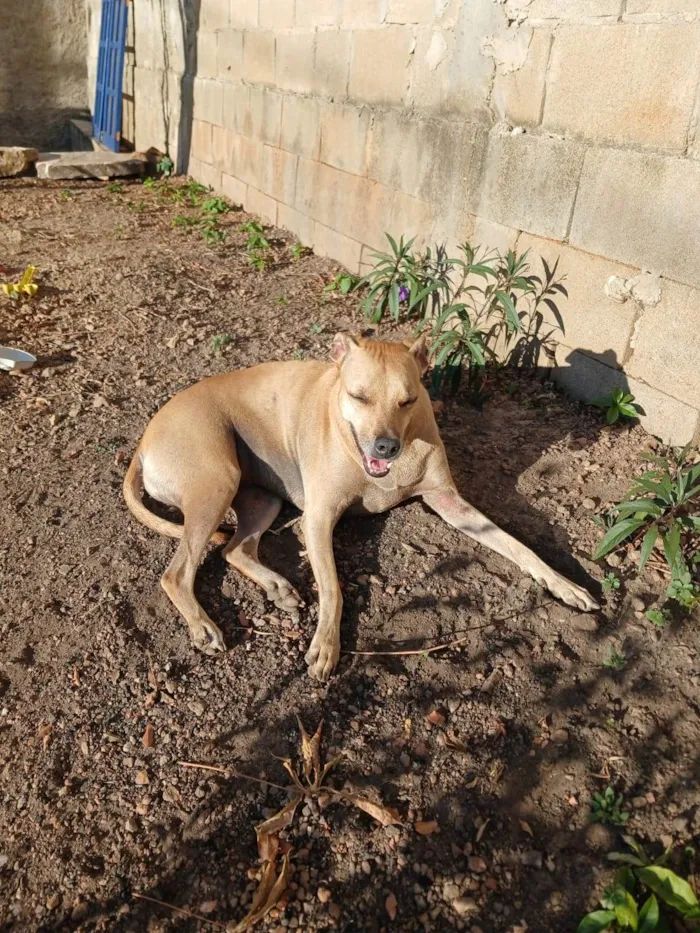 Cachorro ra a SRD-ViraLata idade 6 ou mais anos nome Silte e Argila