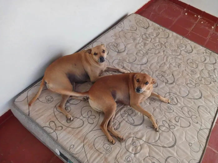 Cachorro ra a SRD-ViraLata idade 6 ou mais anos nome Silte e Argila