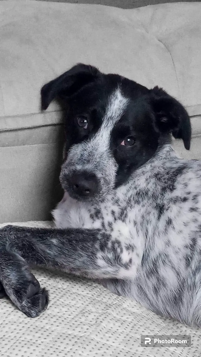 Cachorro ra a SRD-ViraLata idade 7 a 11 meses nome Dandara 