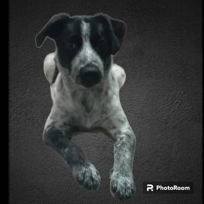 Cachorro ra a SRD-ViraLata idade 7 a 11 meses nome Dandara 