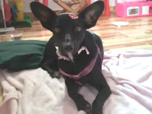 Cachorro raça SRD-ViraLata idade 2 anos nome H