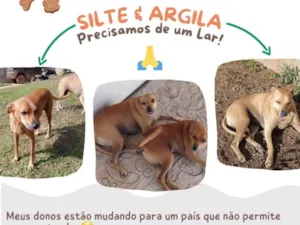 Cachorro raça SRD-ViraLata idade 6 ou mais anos nome Silte e Argila