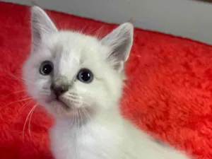 Gato raça SRD-ViraLata idade Abaixo de 2 meses nome JORGINHO