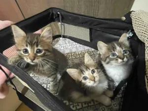 Gato raça SRD-ViraLata idade Abaixo de 2 meses nome TRÊS MANINHAS