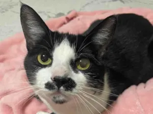 Gato raça SRD-ViraLata idade 1 ano nome DUDA