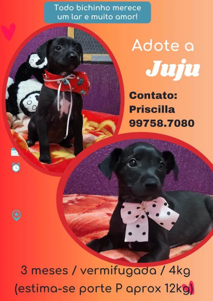 Cachorro raça SRD idade 2 a 6 meses nome Juju