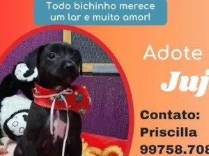 Cachorro raça SRD idade 2 a 6 meses nome Juju