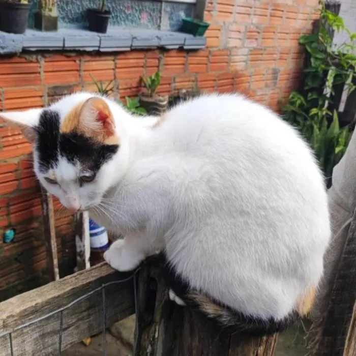 Gato ra a SRD-ViraLata idade 1 ano nome KATARINA