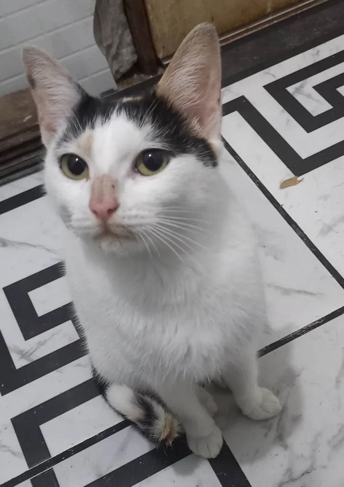 Gato ra a SRD-ViraLata idade 1 ano nome KATARINA