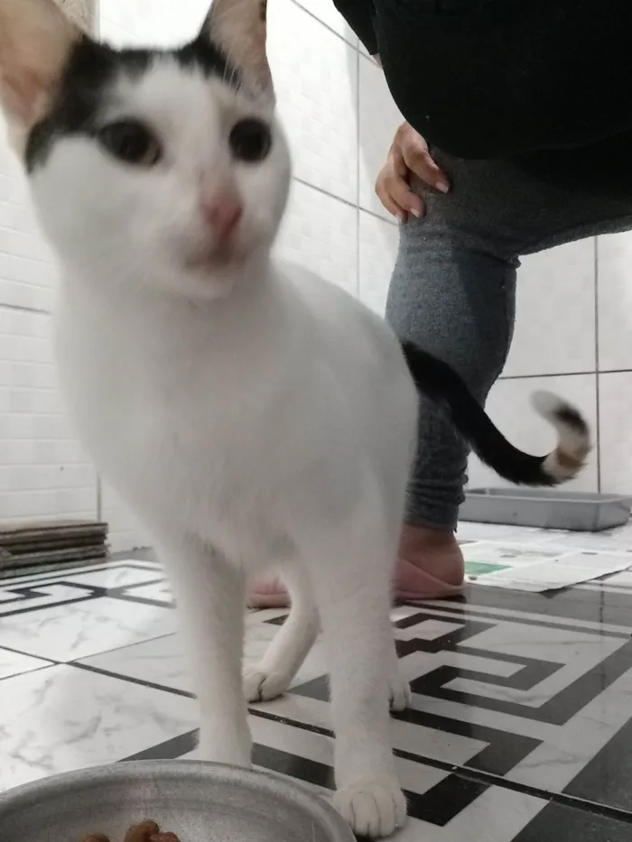 Gato ra a SRD-ViraLata idade 1 ano nome KATARINA