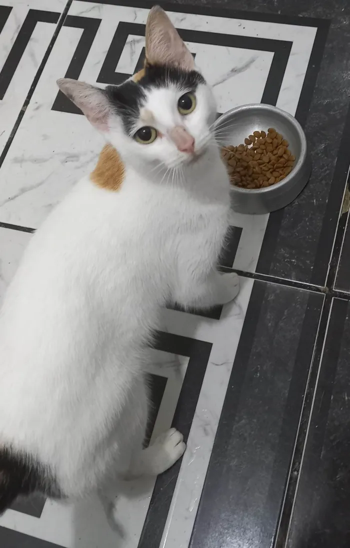 Gato ra a SRD-ViraLata idade 1 ano nome KATARINA