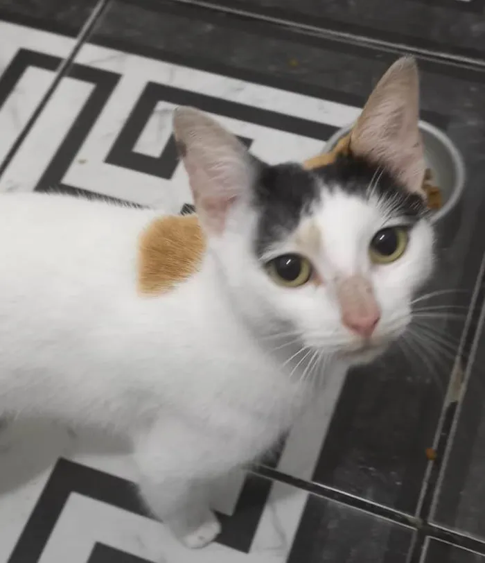 Gato ra a SRD-ViraLata idade 1 ano nome KATARINA