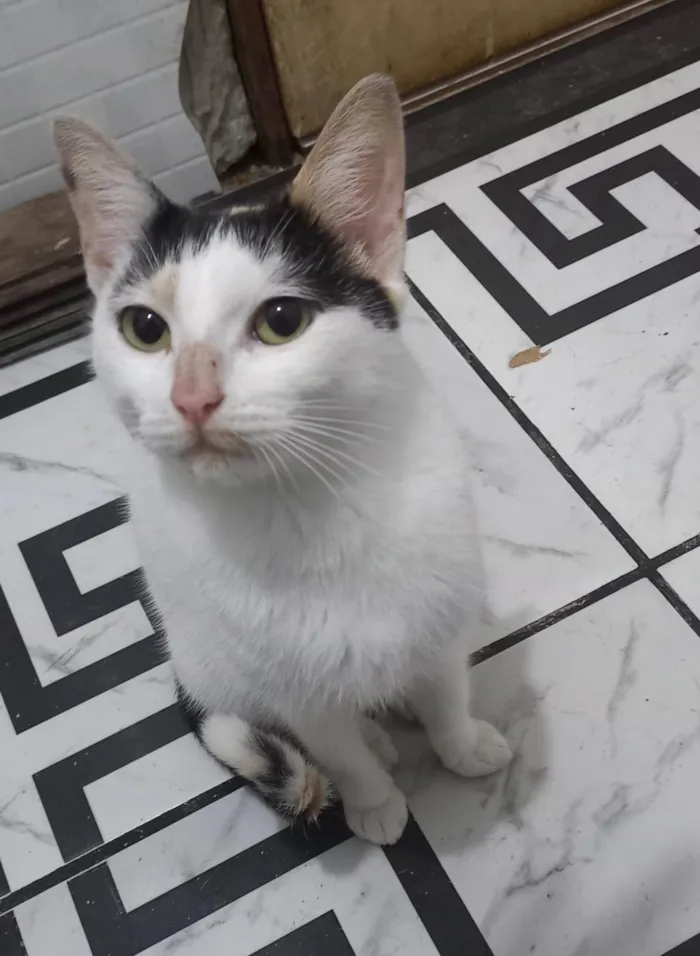 Gato ra a SRD-ViraLata idade 1 ano nome KATARINA