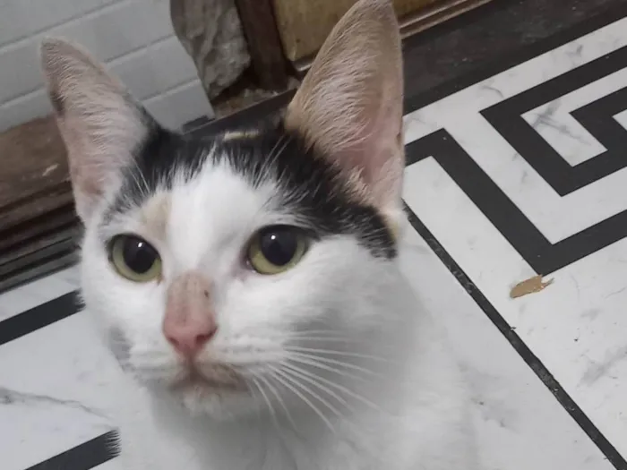Gato ra a SRD-ViraLata idade 1 ano nome KATARINA