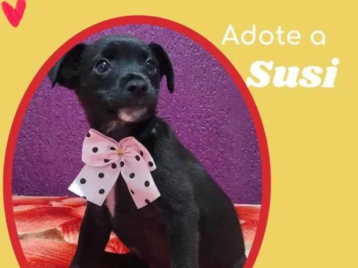 Cachorro raça SRD idade 2 a 6 meses nome Susi