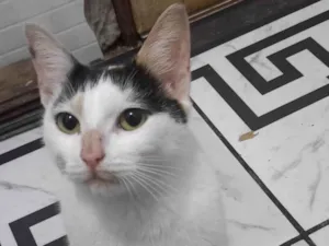 Gato raça SRD-ViraLata idade 1 ano nome KATARINA