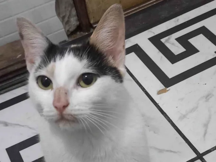 Gato ra a SRD-ViraLata idade 1 ano nome KATARINA