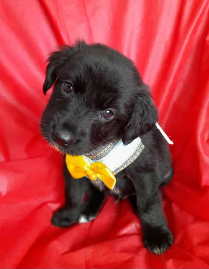Cachorro ra a SRD-ViraLata idade 2 a 6 meses nome Filhotes 2 meses