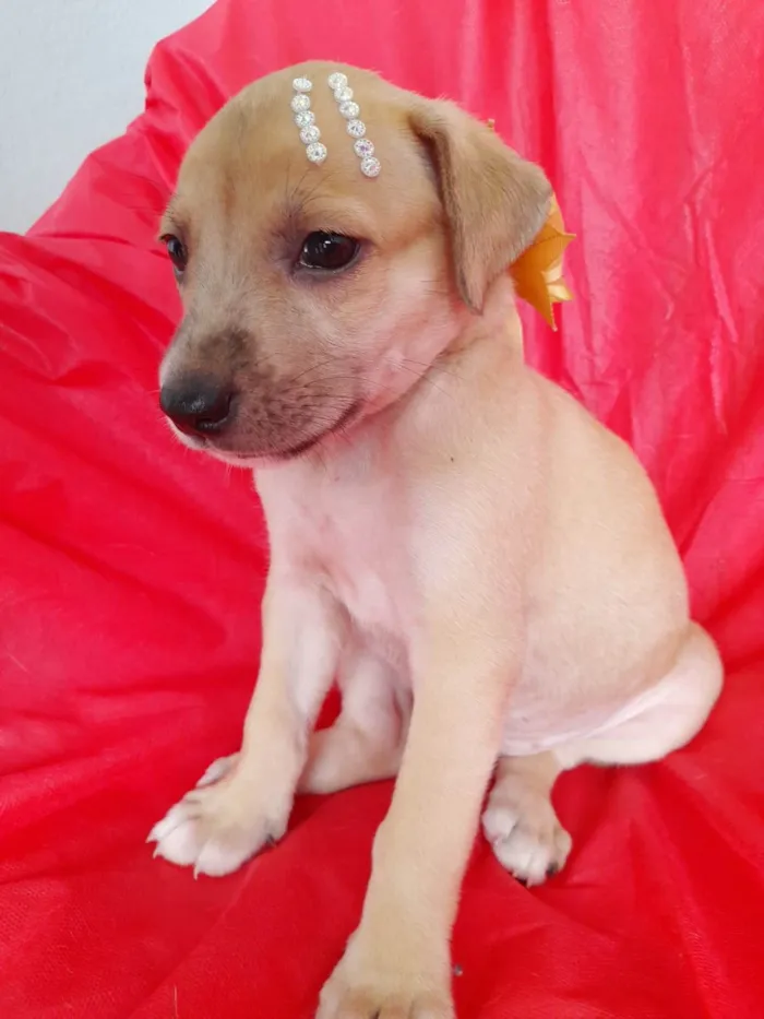 Cachorro ra a SRD-ViraLata idade 2 a 6 meses nome Filhotes 2 meses
