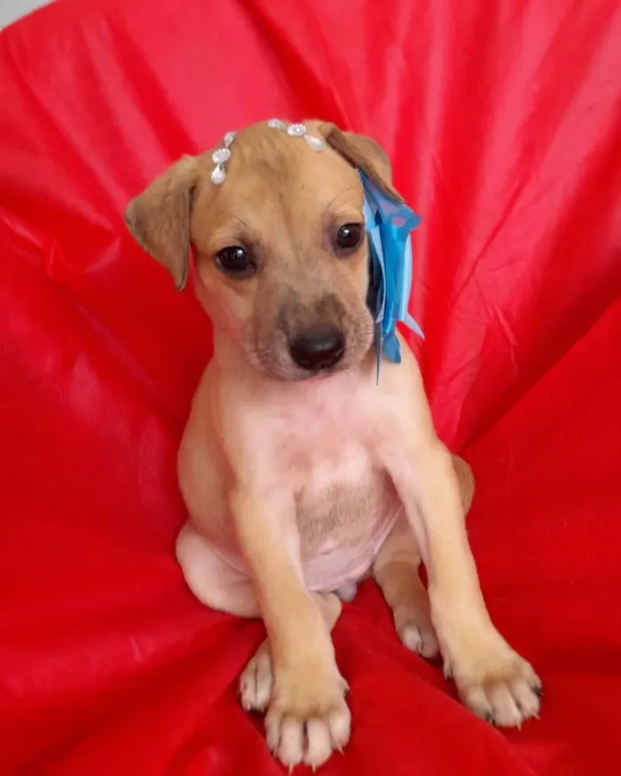 Cachorro ra a SRD-ViraLata idade 2 a 6 meses nome Filhotes 2 meses