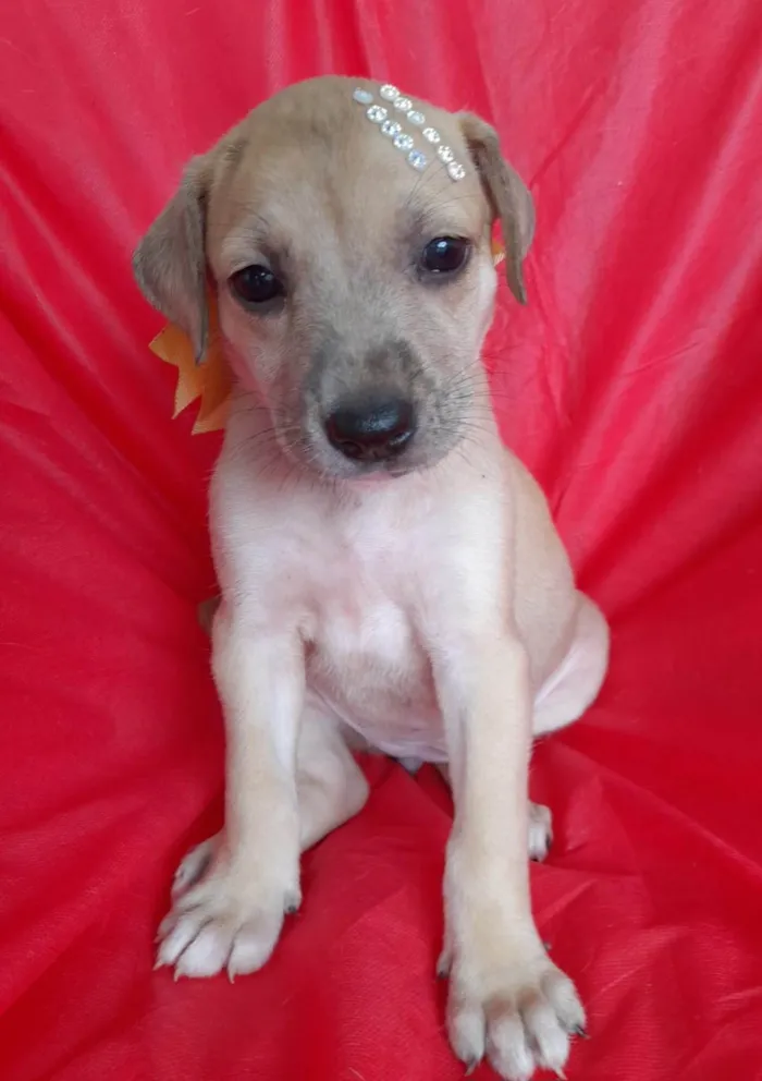 Cachorro ra a SRD-ViraLata idade 2 a 6 meses nome Filhotes 2 meses