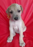 Filhotes 2 meses