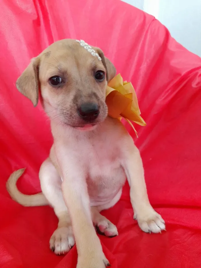 Cachorro ra a SRD-ViraLata idade 2 a 6 meses nome Filhotes 2 meses