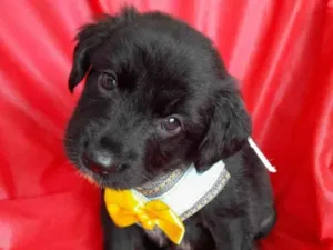 Cachorro raça SRD-ViraLata idade 2 a 6 meses nome Filhotes 2 meses