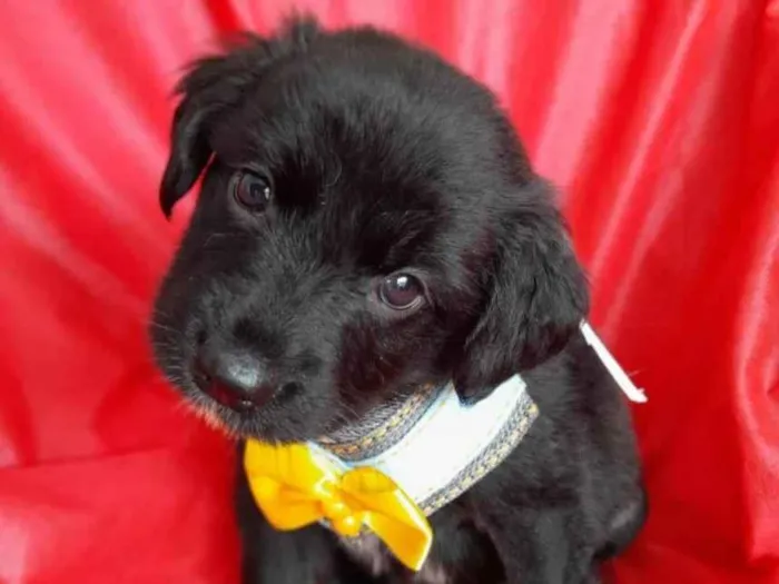Cachorro ra a SRD-ViraLata idade 2 a 6 meses nome Filhotes 2 meses