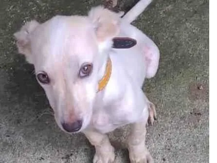 Cachorro ra a SRD-ViraLata idade 2 a 6 meses nome Branquinha
