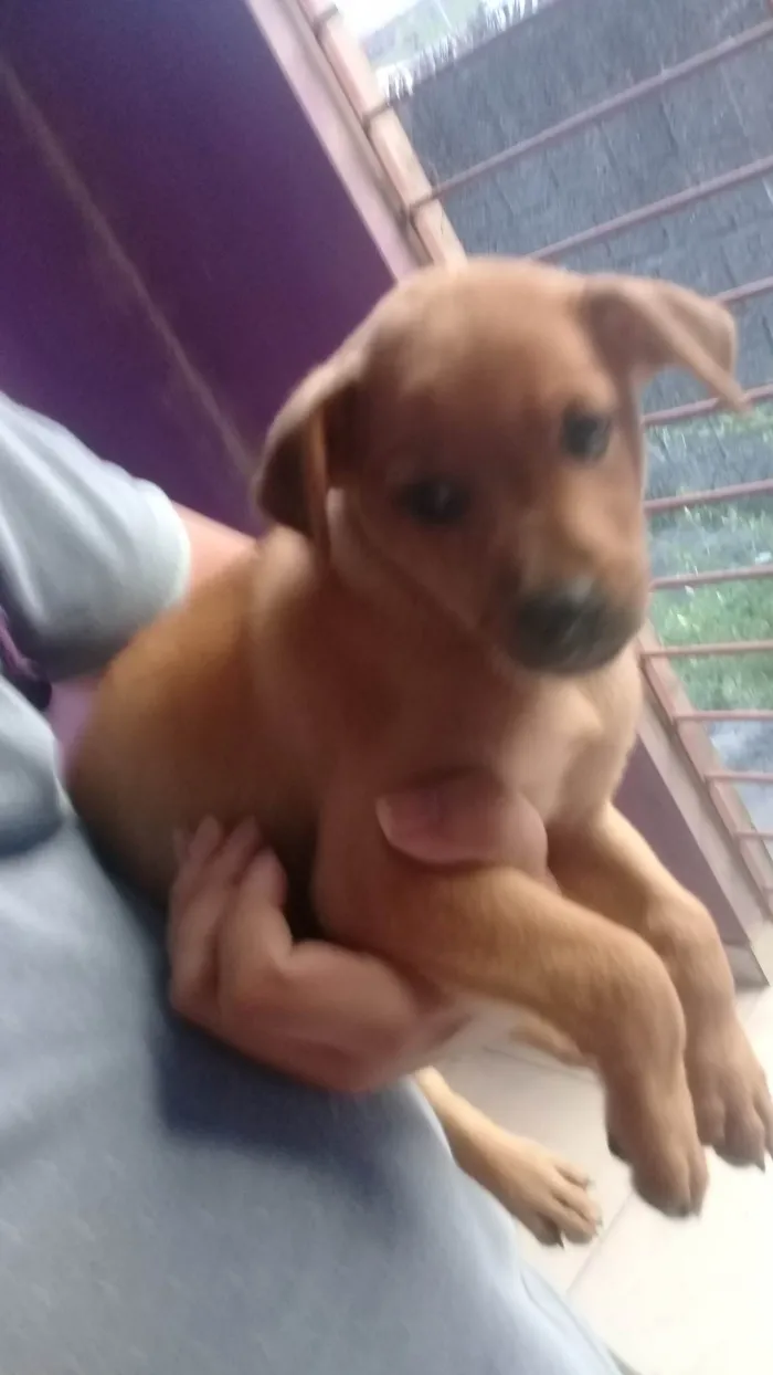 Cachorro ra a SRD-ViraLata idade Abaixo de 2 meses nome Paçokids