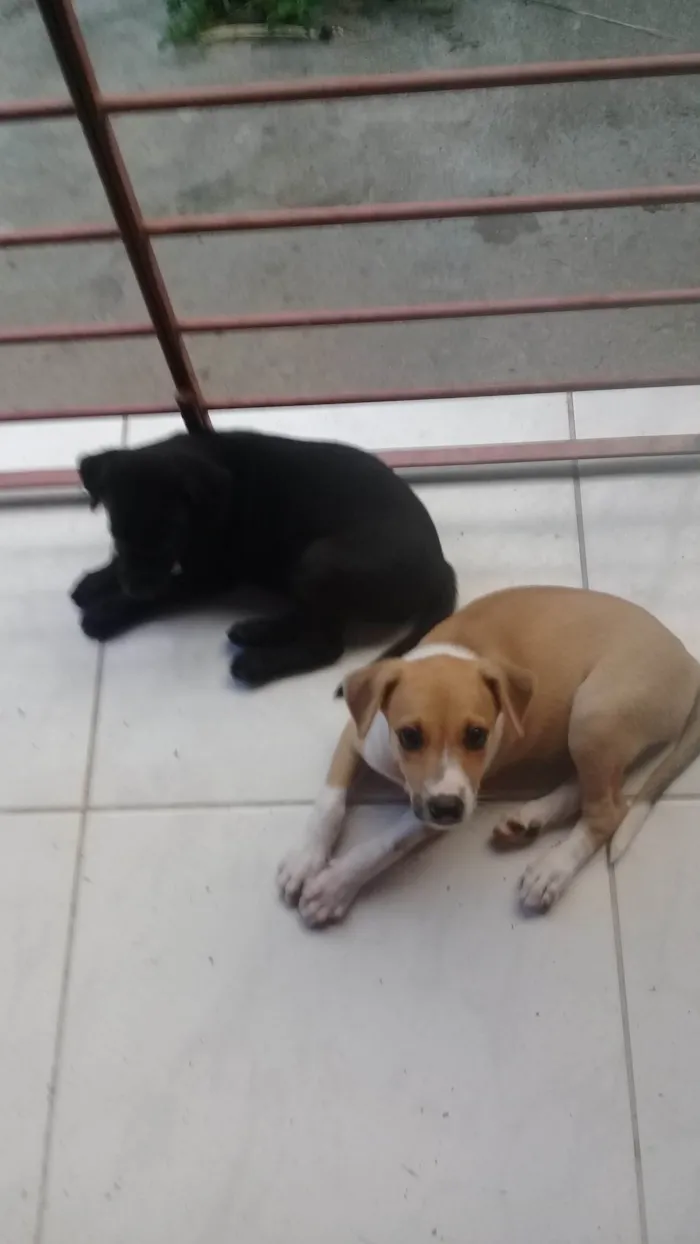 Cachorro ra a SRD-ViraLata idade Abaixo de 2 meses nome Paçokids