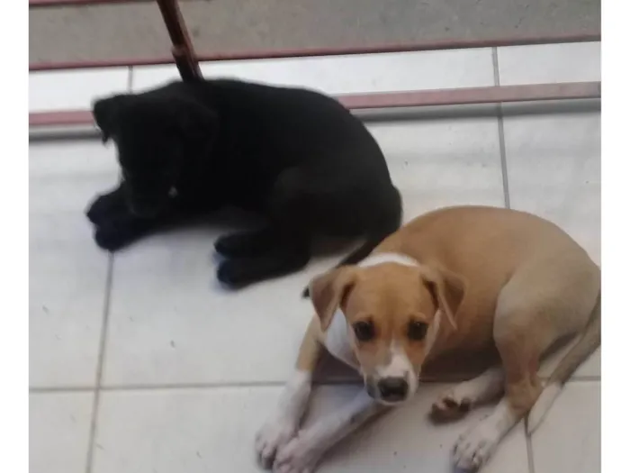 Cachorro ra a SRD-ViraLata idade Abaixo de 2 meses nome Paçokids