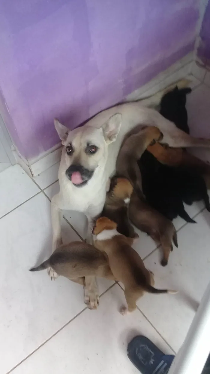 Cachorro ra a SRD-ViraLata idade Abaixo de 2 meses nome Paçokids