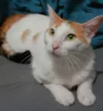 LINA