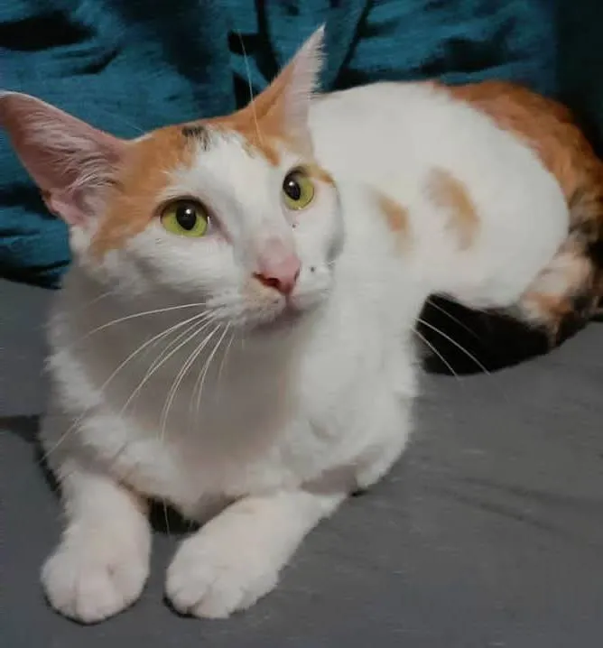 Gato ra a SRD-ViraLata idade 1 ano nome LINA