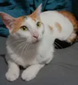 LINA